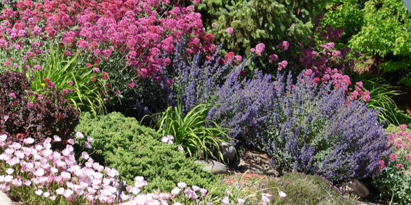 Xeriscaping: Create a Drought-Tolerant Landscape | Expertise.com ...