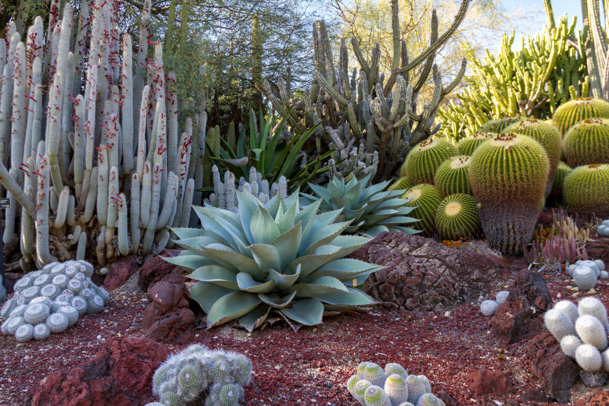 Xeriscaping hero