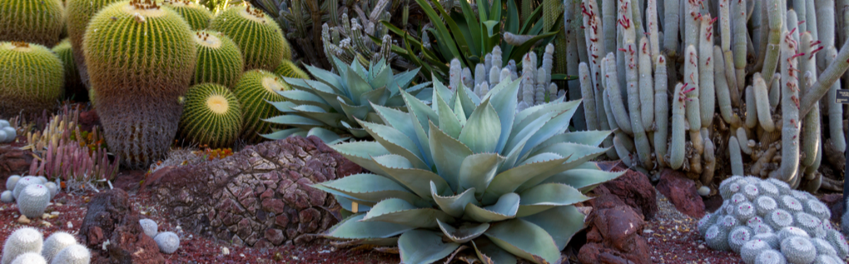 Xeriscaping hero