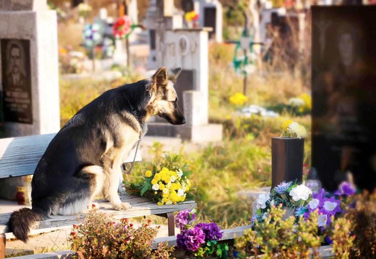 How To Provide For Your Pet After You Die