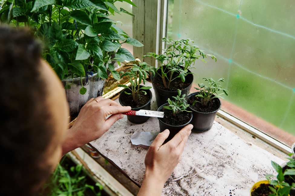 HomeGreenhouse 1