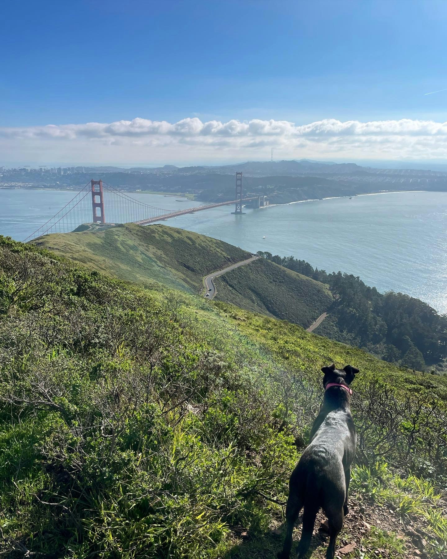 Jonathan_Como_dog_SF