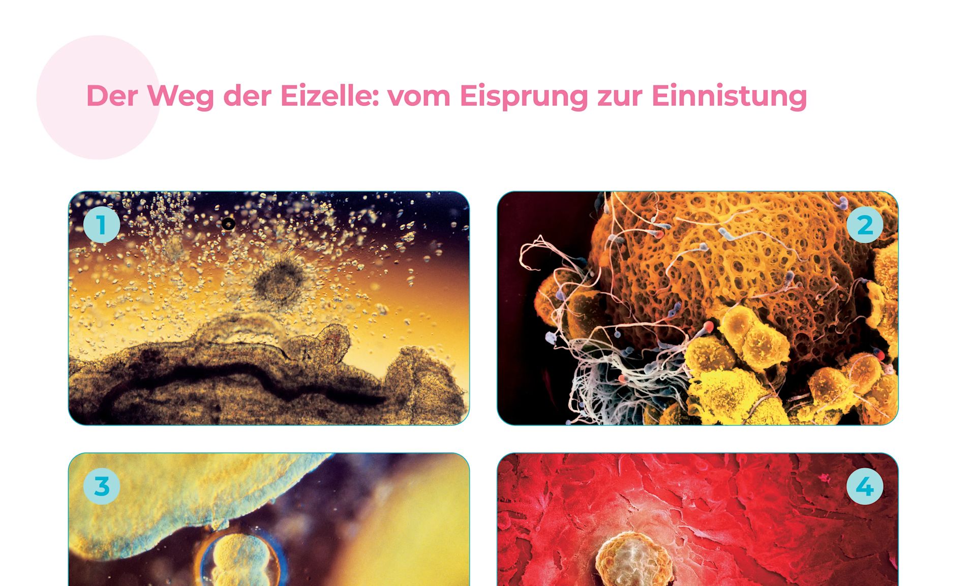 Der Weg der Eizelle
