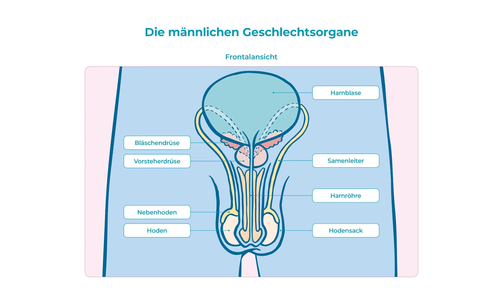 Arbeitsblatt  Standard