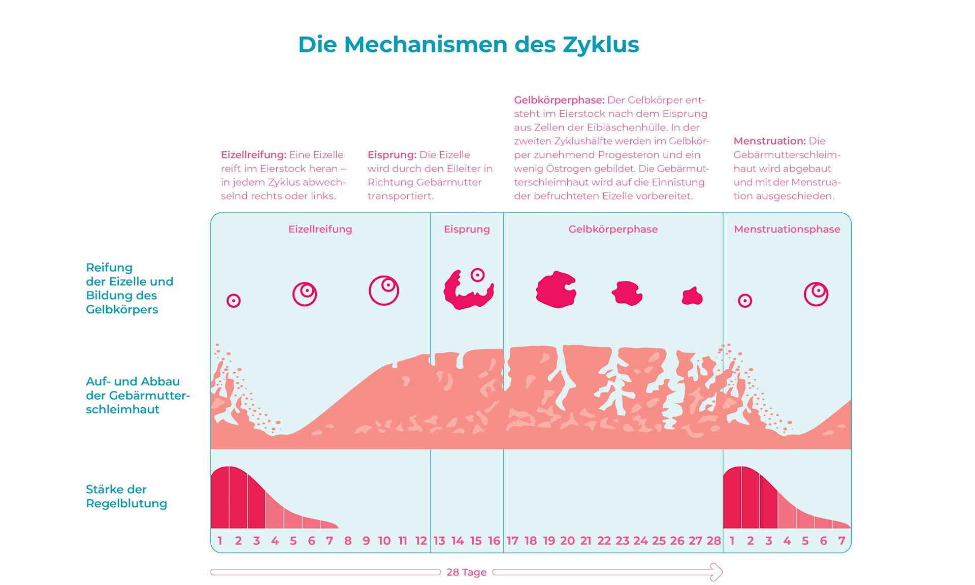Schaubild Zyklusmechanismen