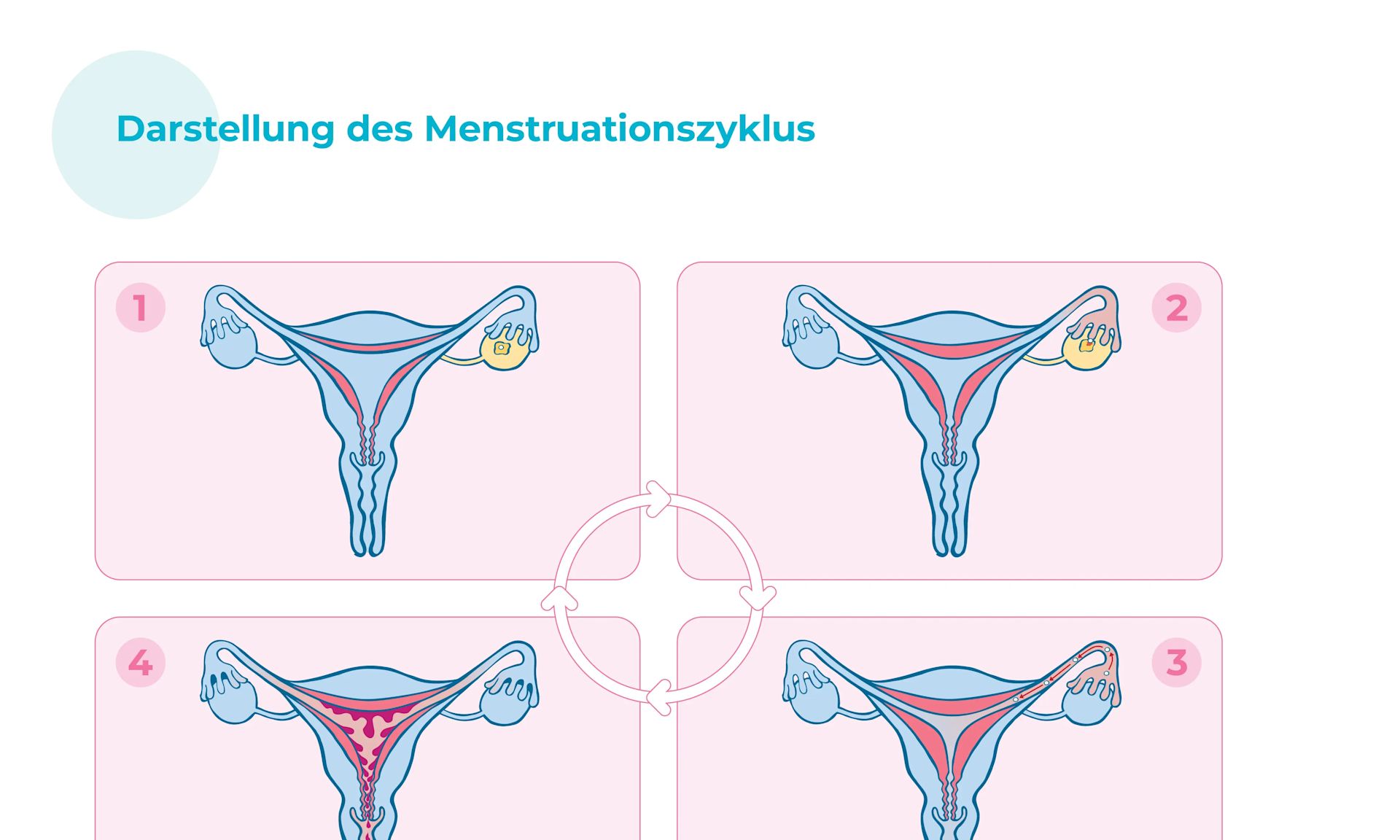 Darstellungen des Menstruationszyklus