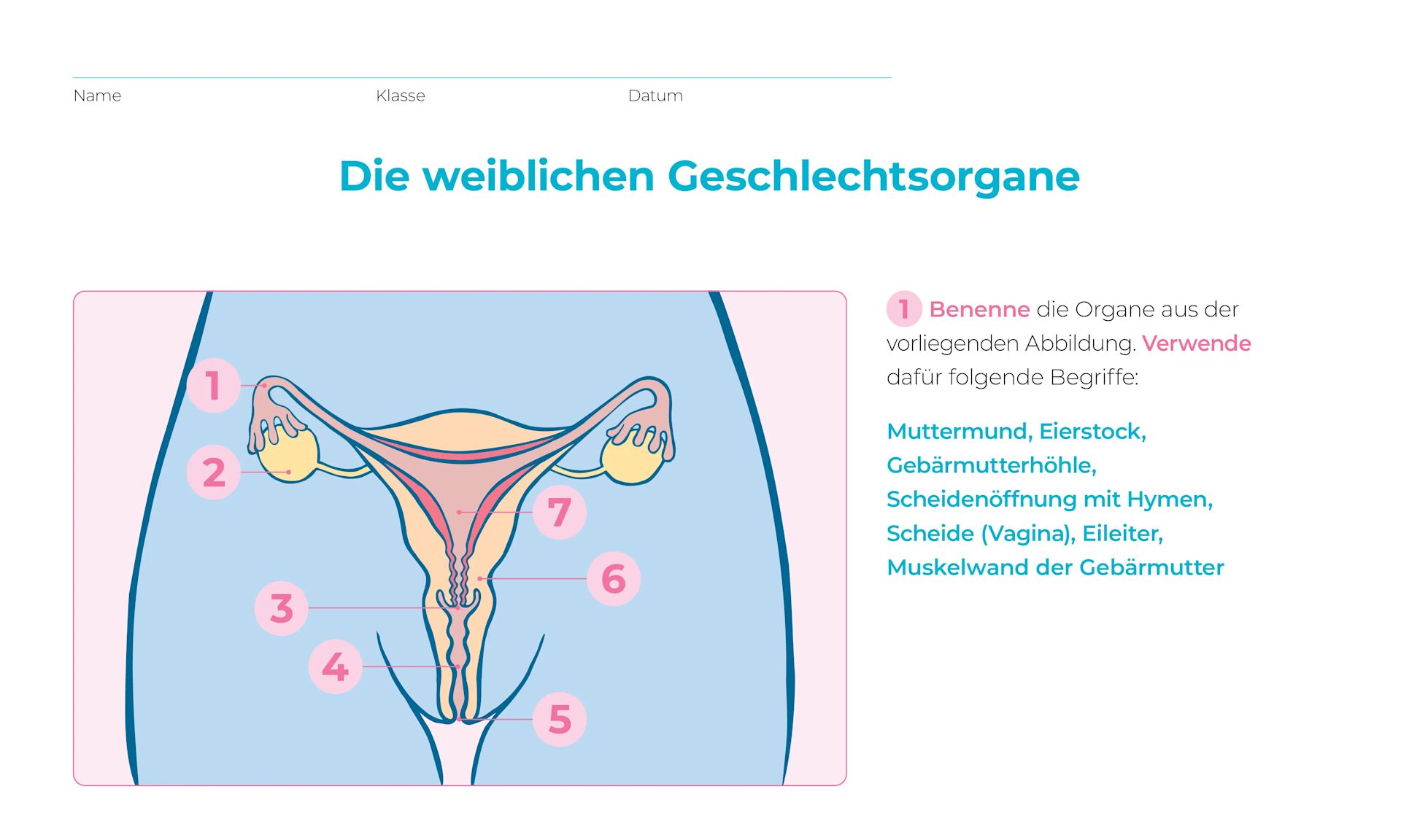Lösungsblatt Standard