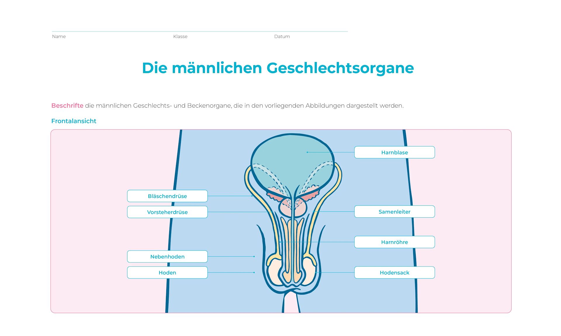 Grafiken männliche Geschlechtsorgane
