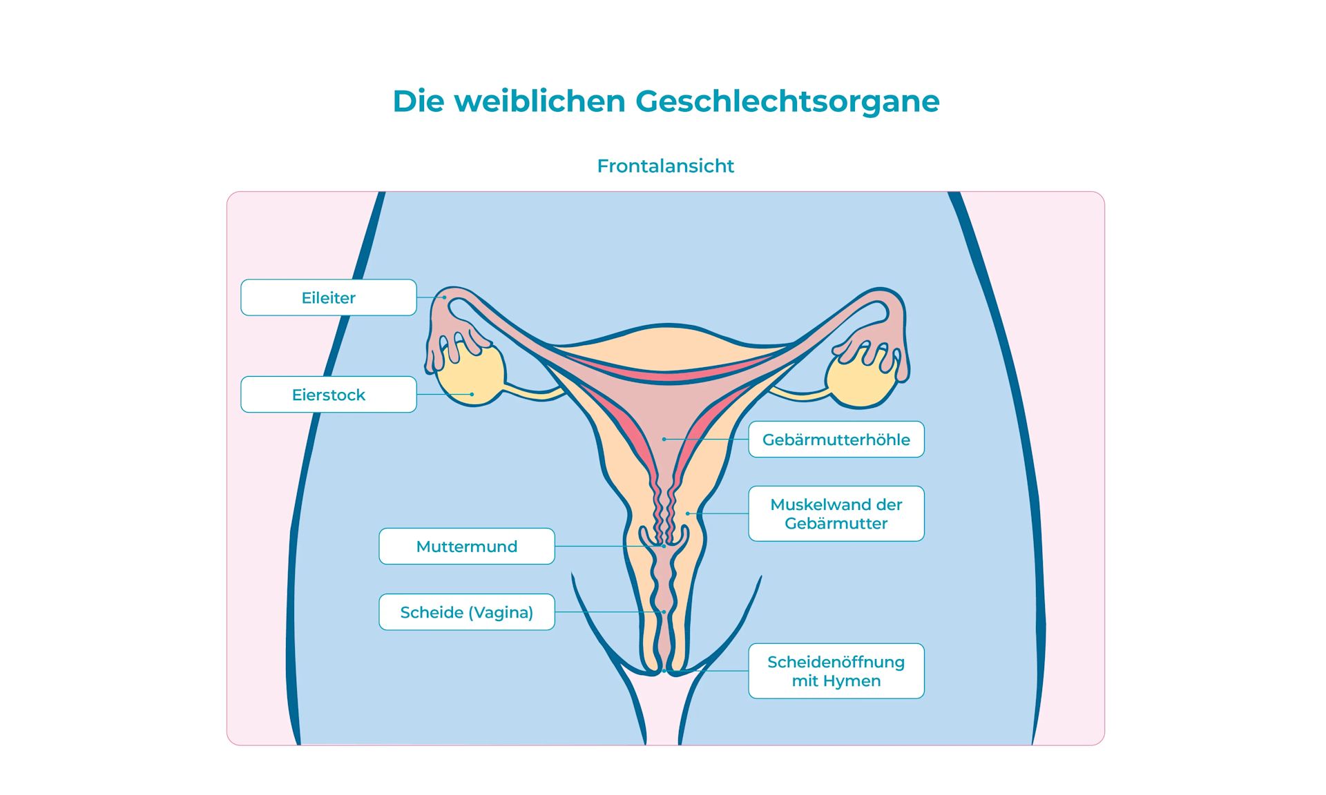 Grafiken weibliche Geschlechtsorgane