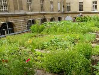 Toiture terrasse transforme e en jardin potager