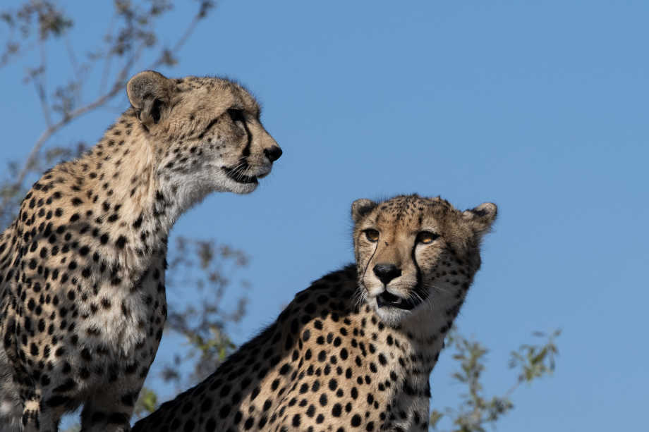 Cheetahs of Mavela
