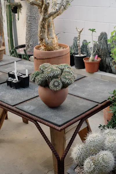 Cactus store