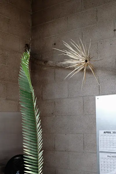 Cactus store