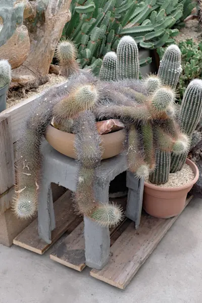 Cactus store