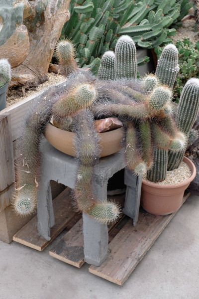 Cactus store