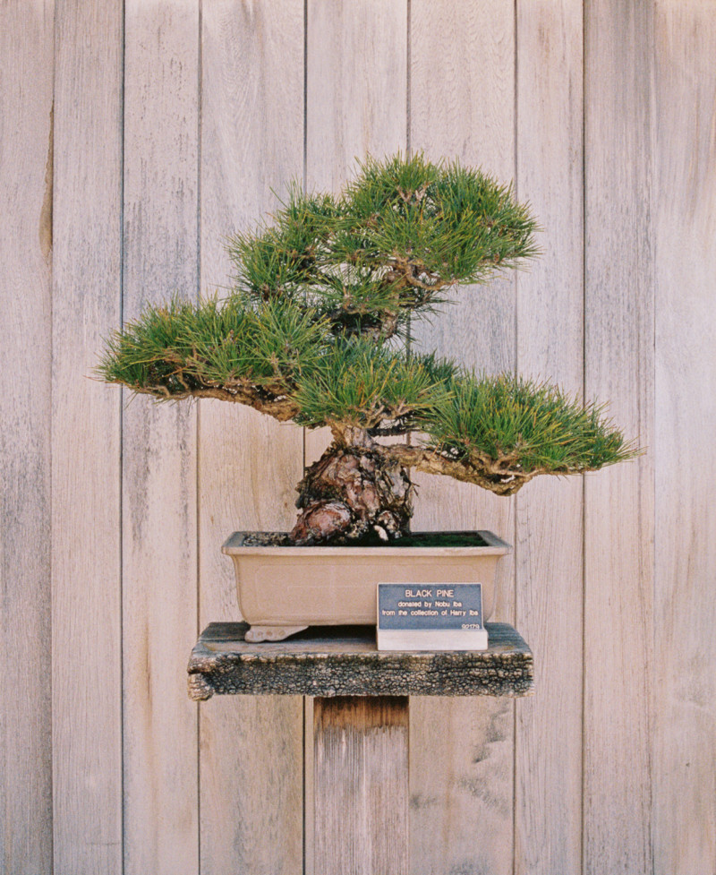 In the Field: Bonsai Court at Huntington Gardens
