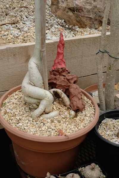 Cactus store