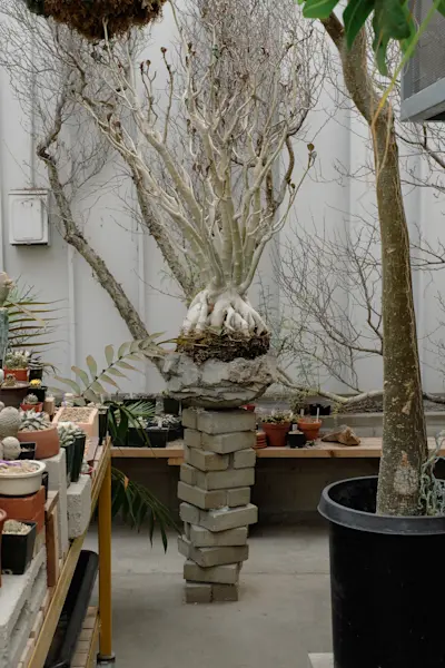 Cactus store
