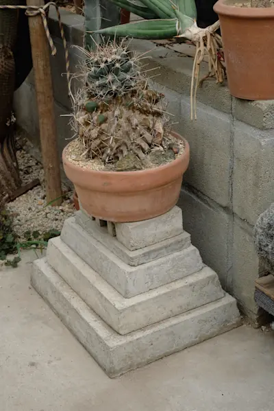 Cactus store