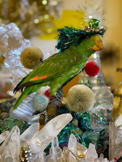 Lisa Eisner's xmas. 