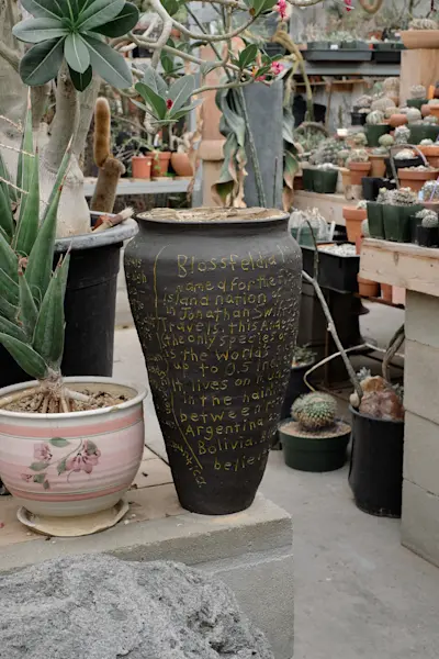 Cactus store