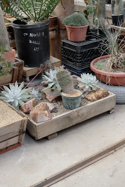 Cactus store