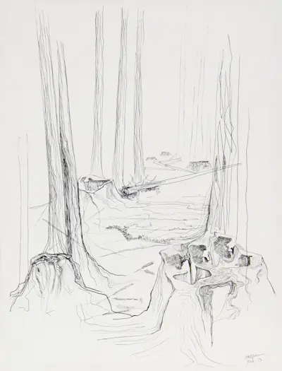 Redwood Path, 1956 Pen and ink on paper