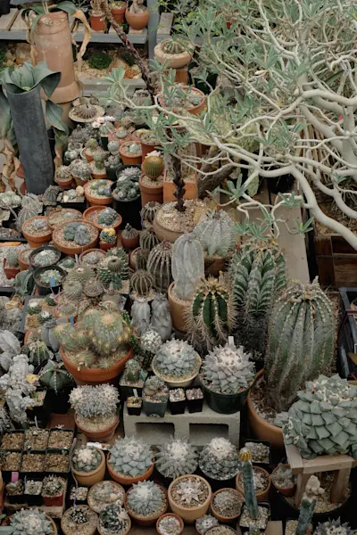 Cactus store