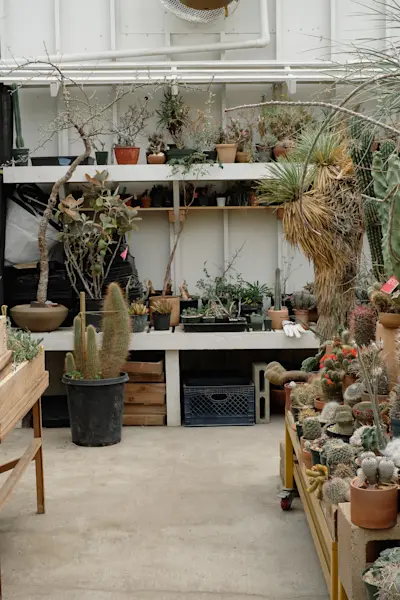 Cactus store