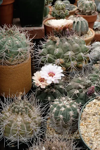 Cactus store