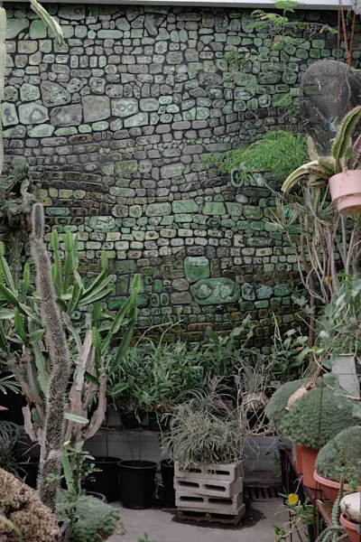 Cactus store