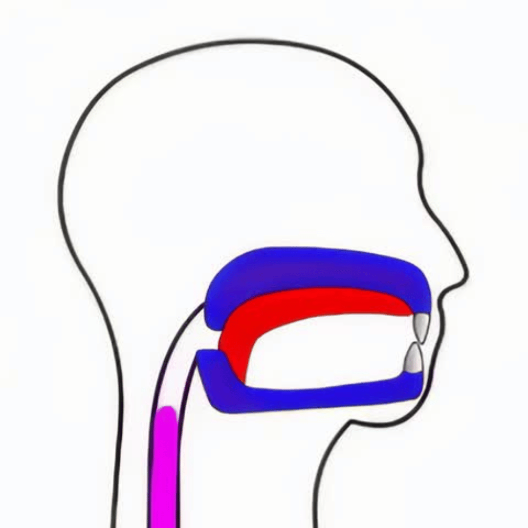 Diagram illustrating proper tongue posture for mewing. 