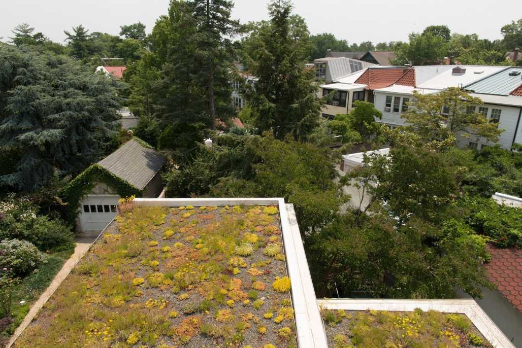 telhado verde intensivoem casa