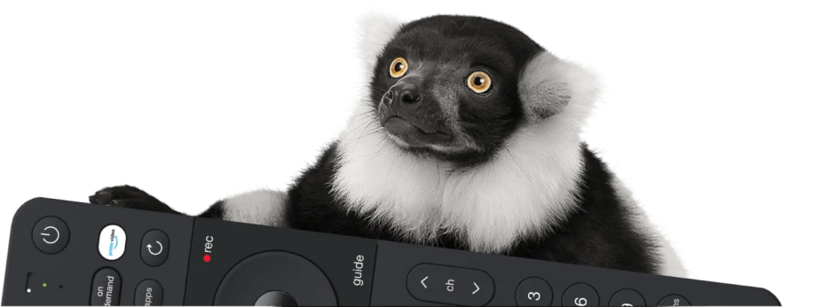 Wide-eyed black and white lemur holds a remote to unlock the ultimate entertainment experience on Optik TV.