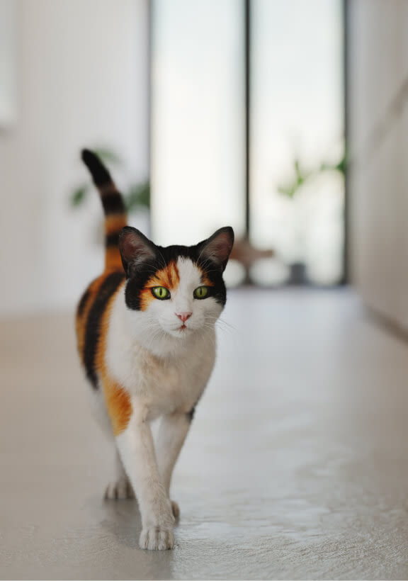 A TELUS Indoor Camera shows a cat coming towards the camera.