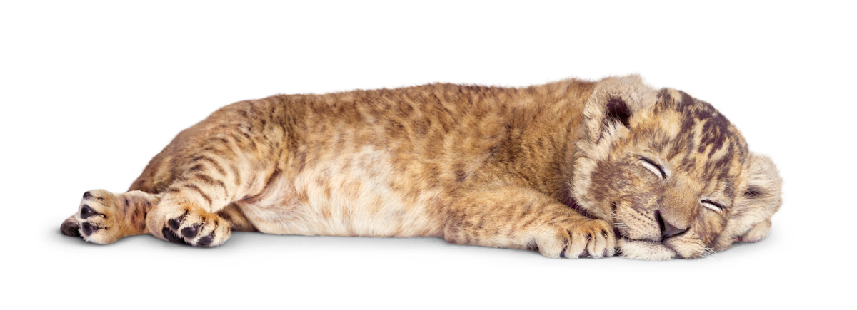 A lion cub laying down having a nap