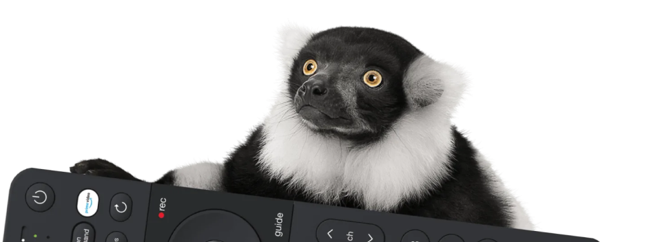 Wide-eyed black and white lemur holds a remote to unlock the ultimate entertainment experience on Optik TV.