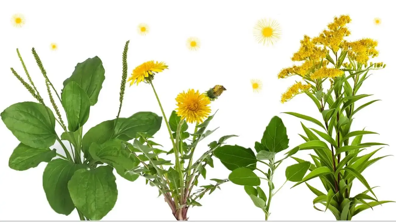 Various types of weeds on a white background