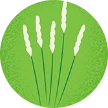 Illustration of timothy grass