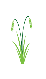 Illustration of ryegrass, a common pollinator