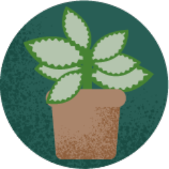 House plant