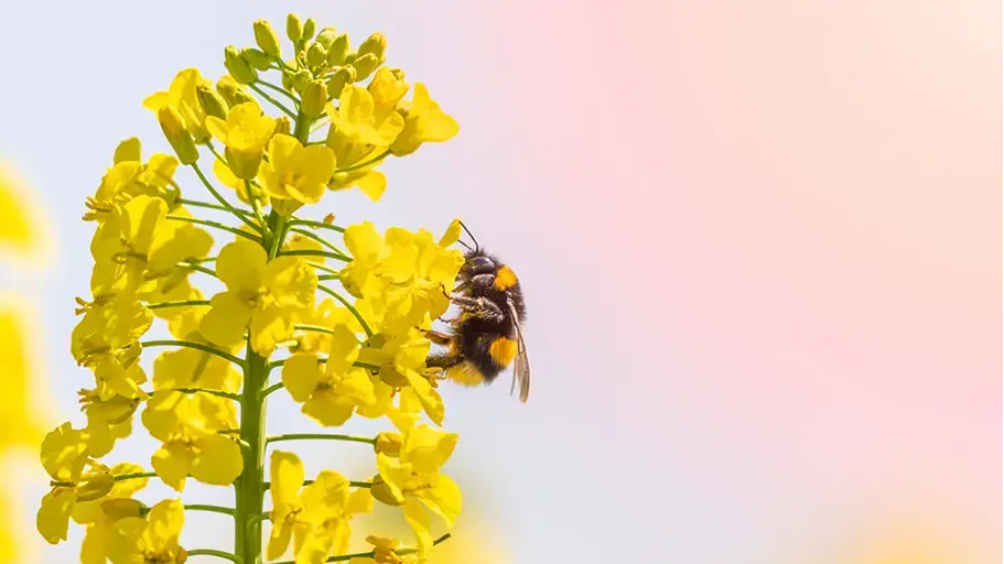 A close-up of a bee on vibrant yellow flowers, illustrating the beauty of spring while highlighting the triggers of pollen allergy for many individuals.