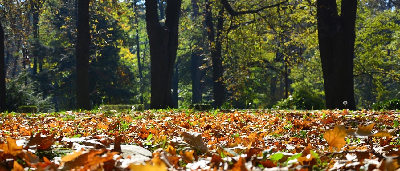 Close up view of brown leaves on grass in a park with trees in the background