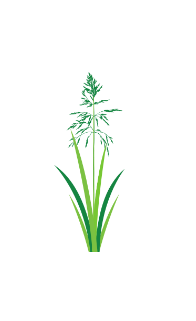 Illustration of Johnson grass, a common pollinator