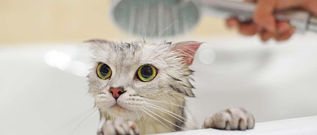 A cat with wet hair from being washed in the bath