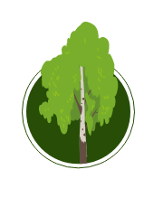 Illustration of a birch tree