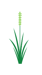 Illustration of timothy grass, a common pollinator