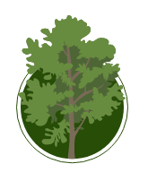 Illustration of an alder tree