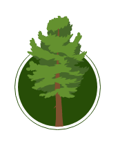 Illustration of a cedar tree