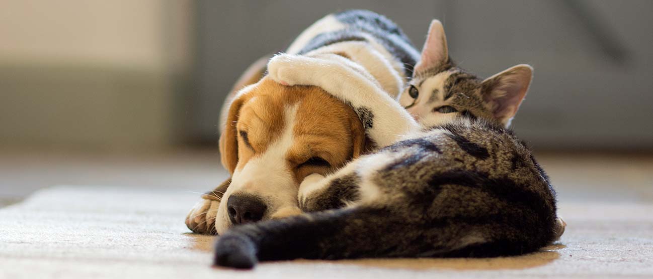 A cat and a dog lying down together